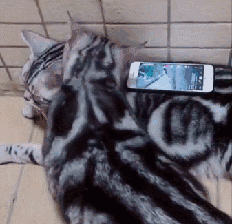 宠物店猫咪多少钱一只，宠物店猫咪多少钱一只猫（但宠物店老板不会告诉你）