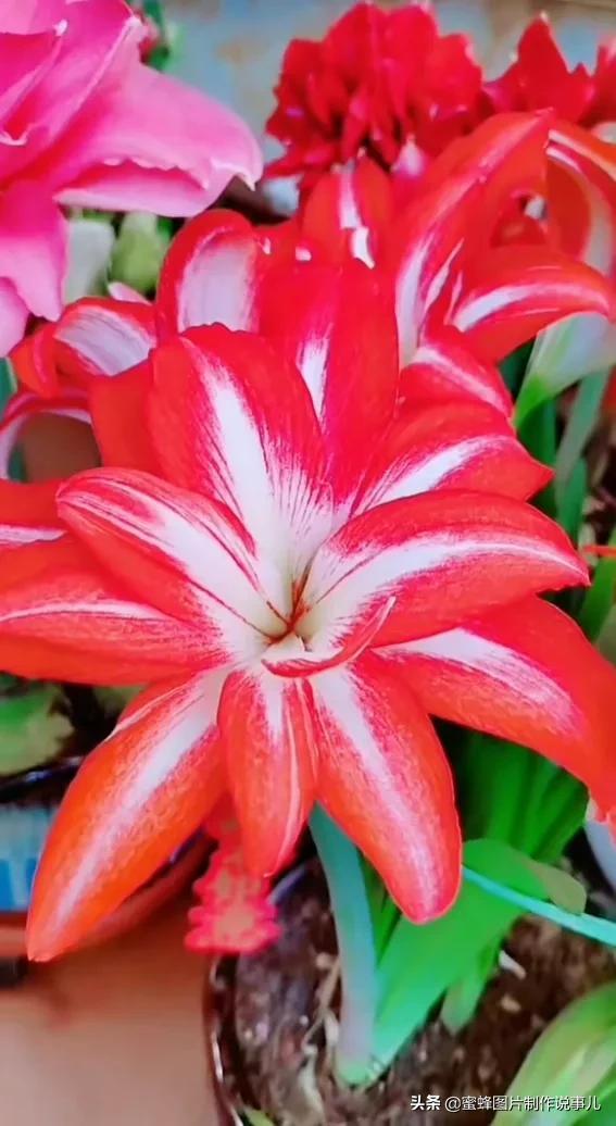 风景美图，风景美图壁纸（鲜花争艳，美景如画，过目不忘）