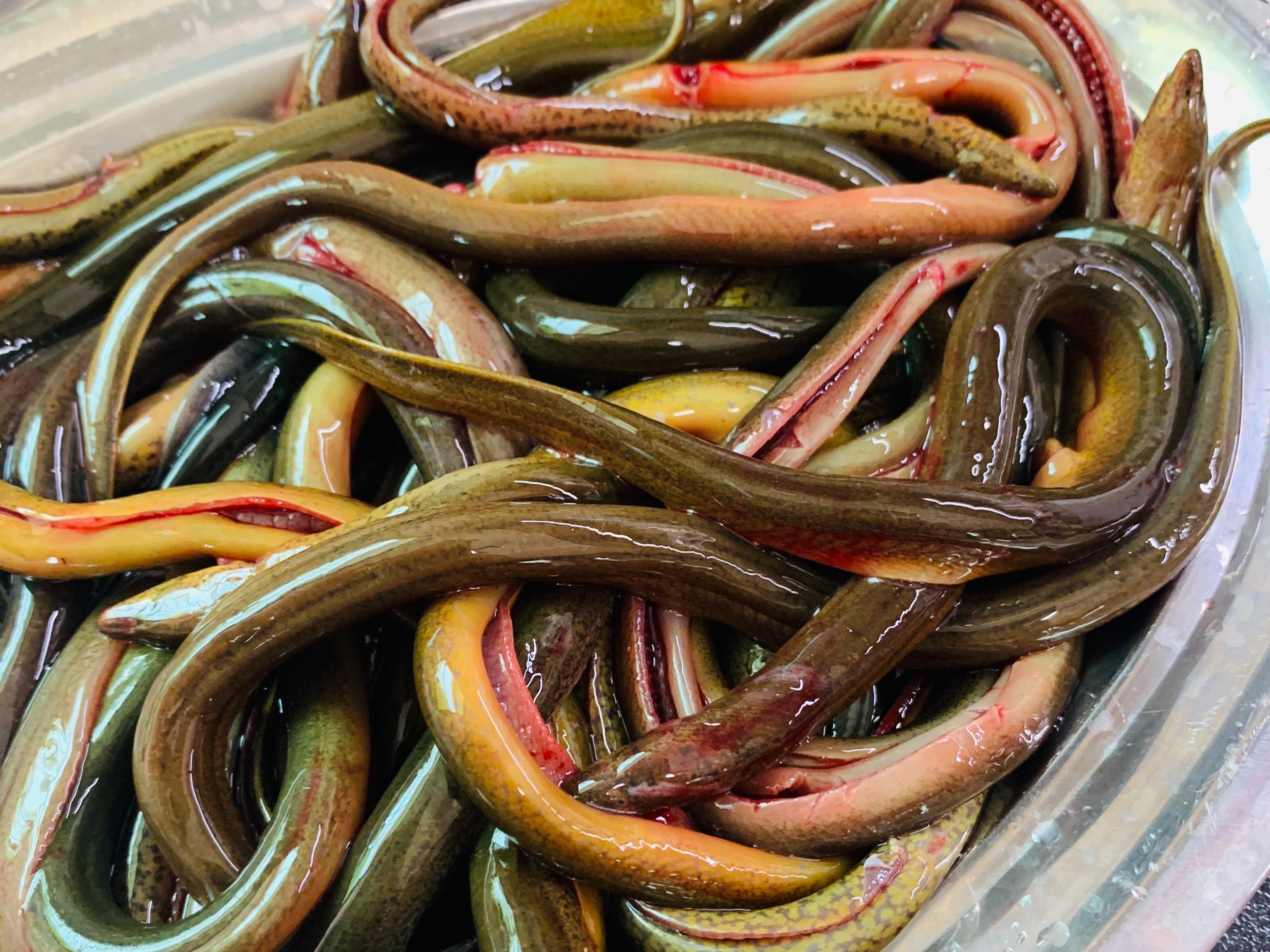 鳝鱼的做法(小暑黄鳝赛人参) - 去钓鱼