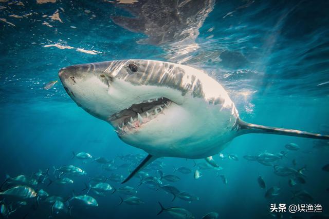 目前海洋最大的生物，最大的海洋生物有哪些（海洋中体型最大的）