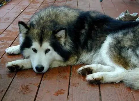 阿拉斯加雪橇犬性格，阿拉斯加雪橇犬性格特点有哪些（为什么“阿拉斯加犬”很少人养）