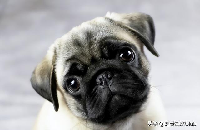 小狗的简单介绍，狗的介绍手抄报（狗狗也分高低贵贱）