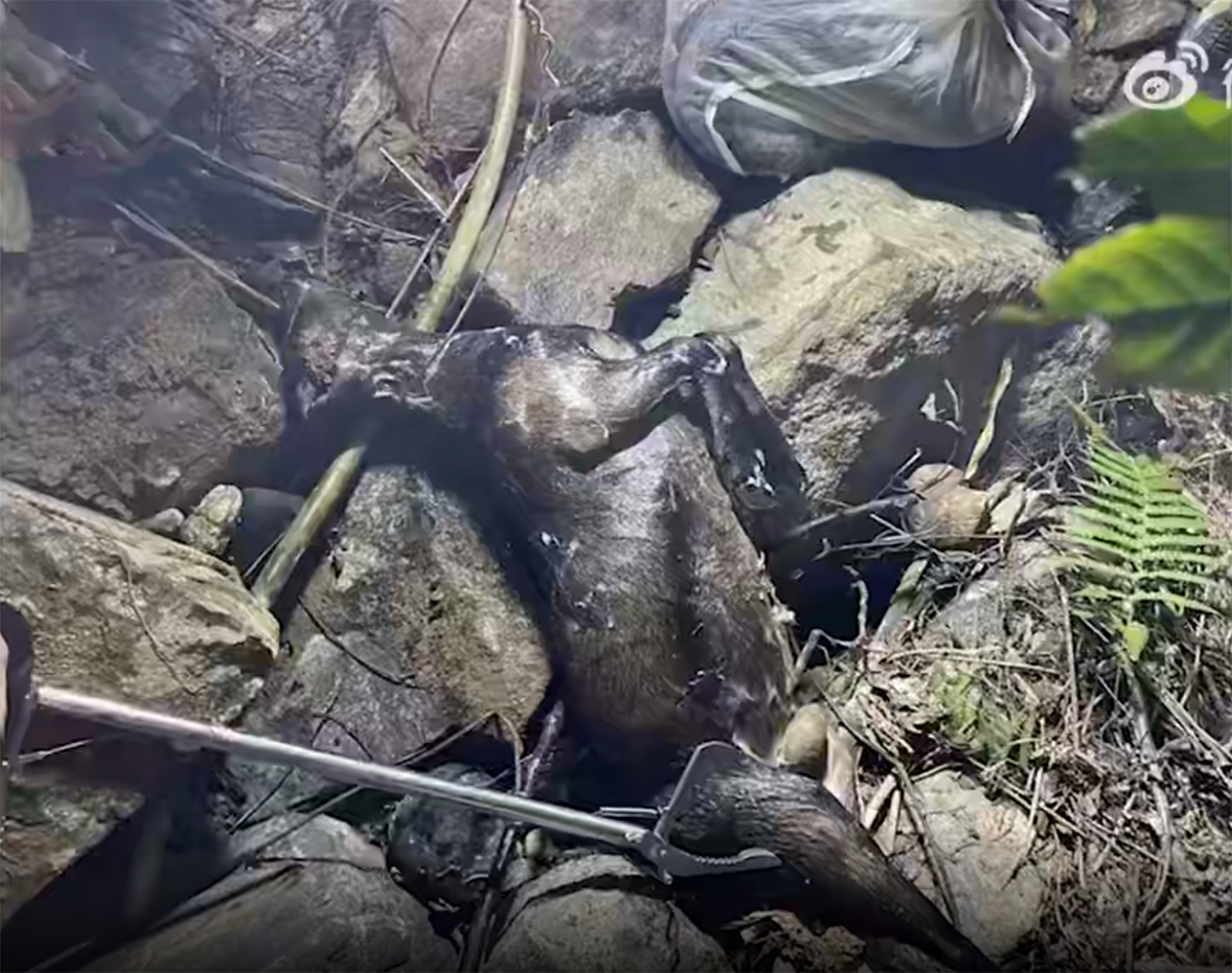 蟒蛇为什么会吐掉吃进去的食物?