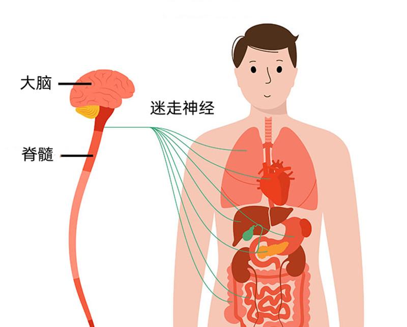 其他部位的骨折也可能引起恶心呕吐,主要的原因在于迷走神经,人体有一