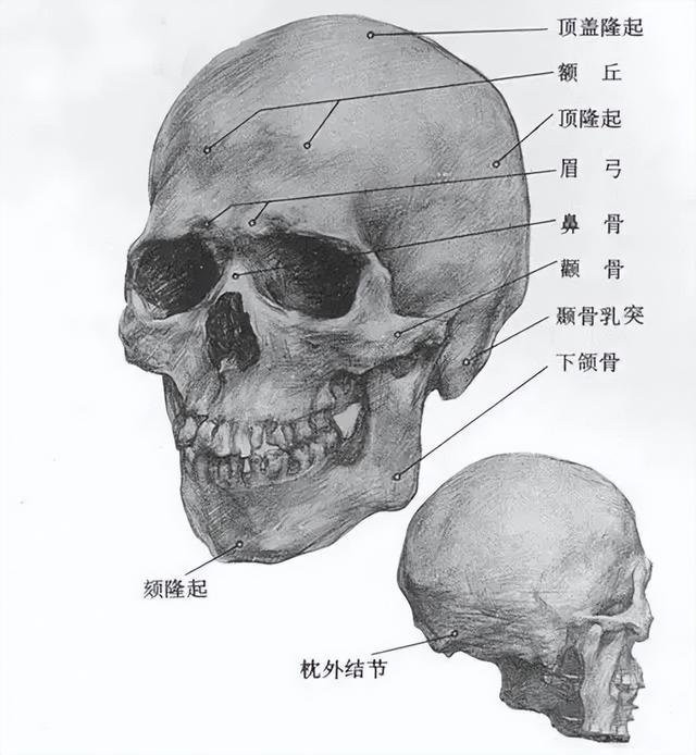 女生的头发怎么画，动漫女生的头部怎么画呢（教你画头发的细致教程）