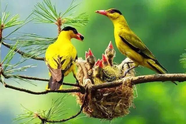 各种黄鹂鸟的各种叫声，大自然的小小精灵——黄鹂鸟