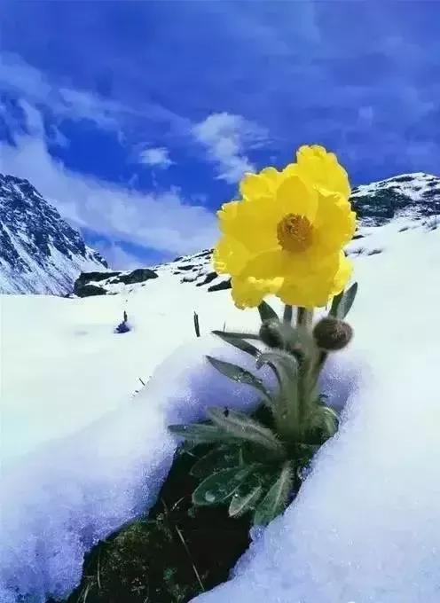 夸赞女人漂亮的句子，夸女人的美言佳句（女人如花，绚烂绽放，活出精彩）