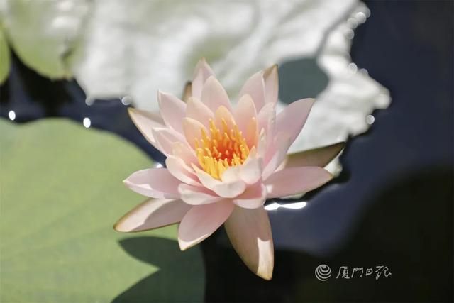 厦门二日游，厦门二日游旅行社（厦门的夏天，就这么玩）