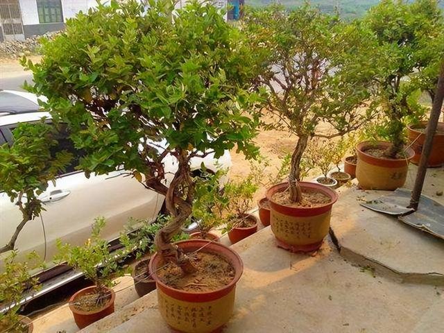树木的作用和好处，树木的作用（种一棵好处多）