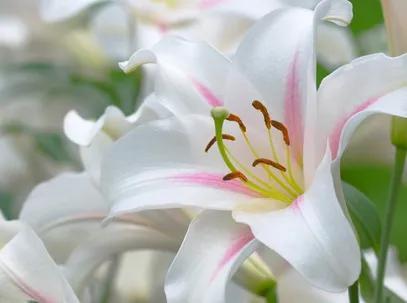 看望病人买什么鲜花，适合送病人的鲜花有哪几种（哪些花代表健康、平安、幸福）