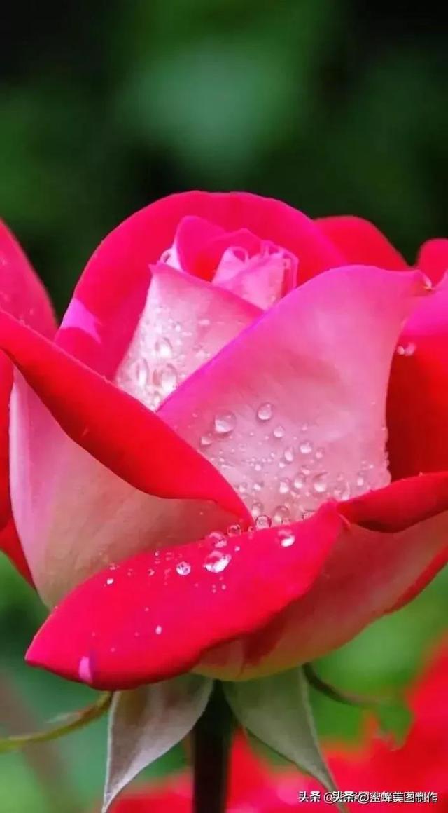 七夕节的图片，七夕浪漫情人节，玫瑰壁纸（七夕节的图片）