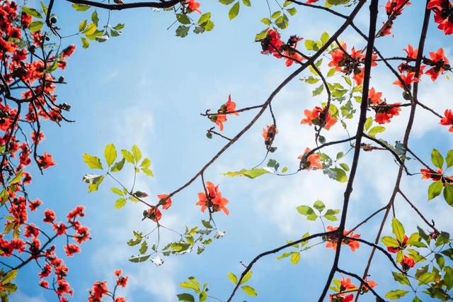 春风不解风情吹动少年的心，春风不解风情吹动少年的心歌词（春风不解风情，吹动了少年的心图片）