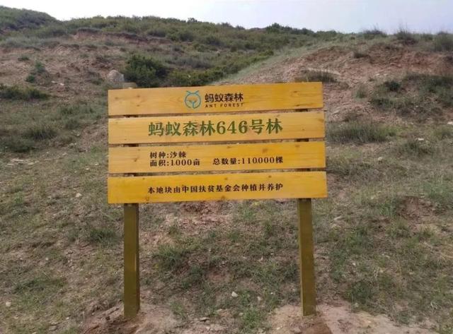 支付宝蚂蚁森林，支付宝有多少蚂蚁森林种树（支付宝“蚂蚁森林”被曝大面积污染环境）