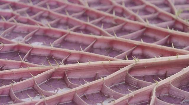 含羞草研究所怎么注册，含羞草免费帐号（王莲：看我如何卷成水中之王）