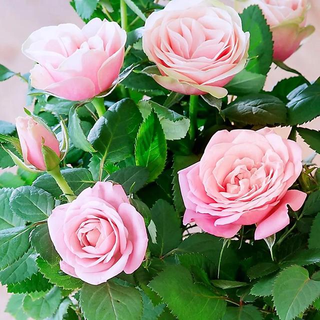 粉玫瑰花语是什么，10朵粉玫瑰花语是什么（粉玫瑰的花语是初恋、爱的宣言、永恒的爱、铭记于心）