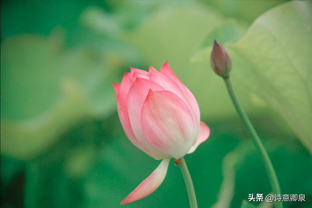 我在春天里想念夏天的你，让我遇见了世间最美的情缘