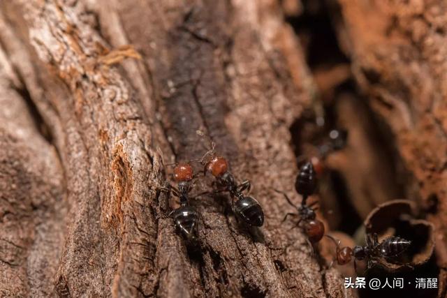蚂蚁喜欢吃什么食物,大象爱吃什么东西(关于各种蚂蚁的简介) 蚂蚁喜欢吃什么食物,大象爱吃什么东西(关于各种蚂蚁的简介)