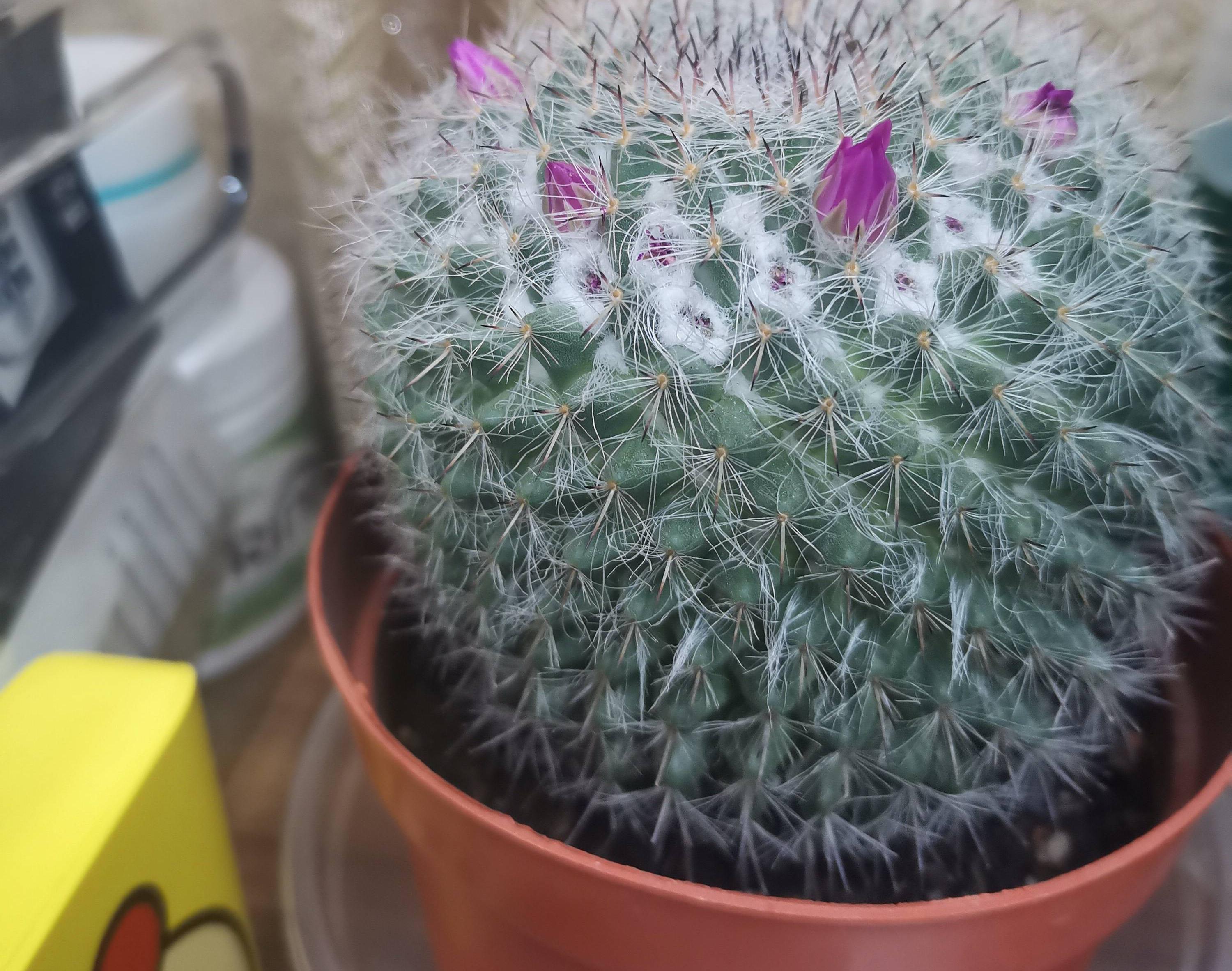 仙人球花苞期的养护(做"3步",顺利过冬,又肥又壮,花苞满头) - 彝家