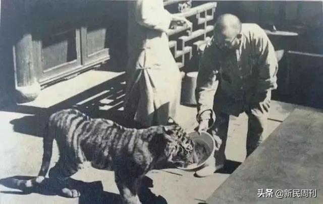 属虎是哪一年出生的，属虎的是哪年出生的（为啥十二生肖打头的是老鼠而不是老虎）