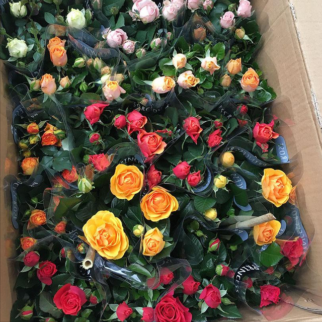 10种不吉利的花，5种花越养越“不吉利”