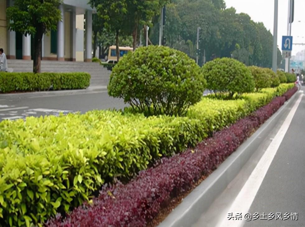 灌木和乔木,手绘图(第3页)_大山谷图库