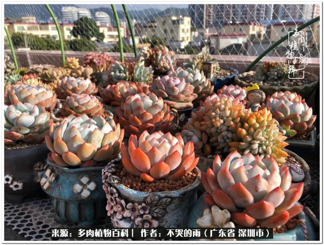 彩虹糖的梦 金娃娃，娃娃音适合唱哪些歌（愿2022心中有盼）