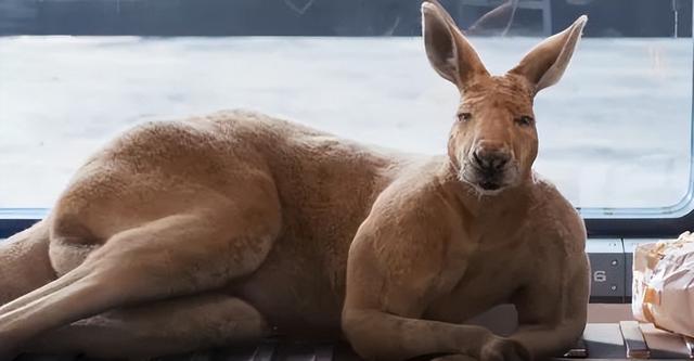 在等月亮吗什么梗，一起去看月亮吧是什么梗（《独行月球》首波口碑出炉）