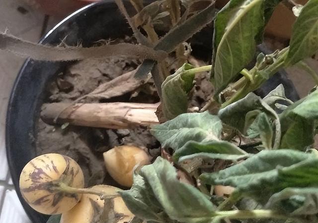 人参果的种植方法，人参果种子养殖