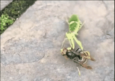 海母和水母区别，海母和水母图片大全（罕见的36张照片）