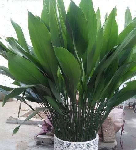 客厅适合养什么花，客厅适合养什么花和植物好风水（堪称“不死花”）