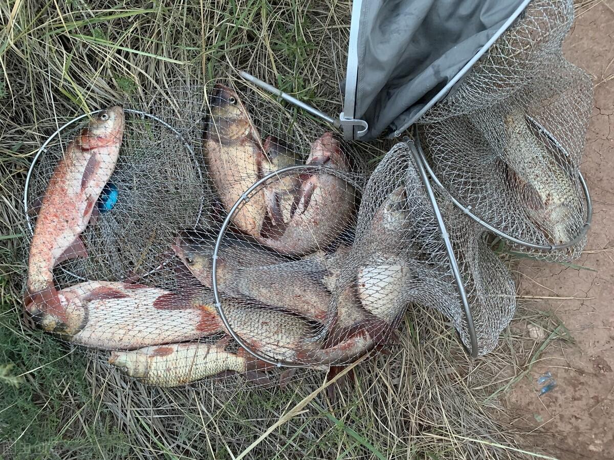 秋季野钓鲢鳙实战技巧全解析，手把手教你高效上鱼，新手也能轻松爆护！