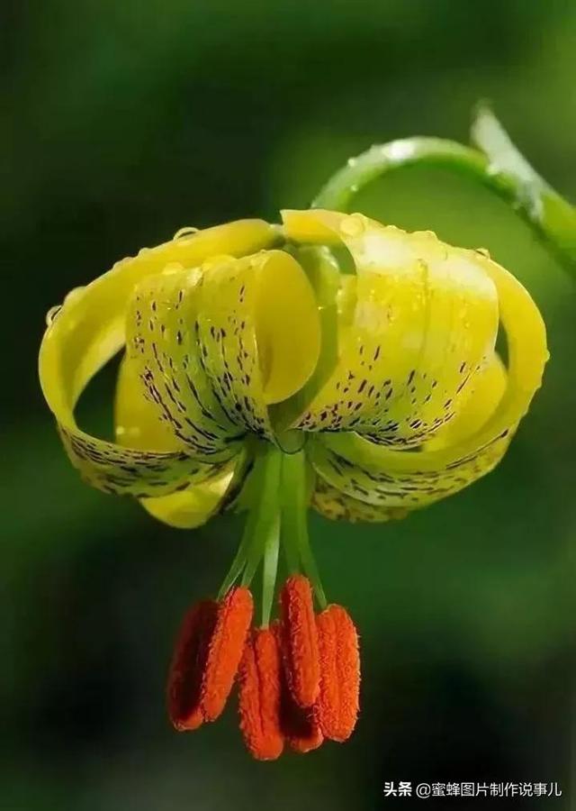 美图，可做壁纸，可以做壁纸的图片 唯美（愿你的生活像花一样灿烂）