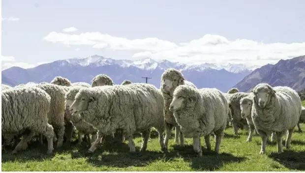 绵羊毛会缩水吗，羊毛衫变小轻松复原（怎么就不被自己的毛勒坏呢）