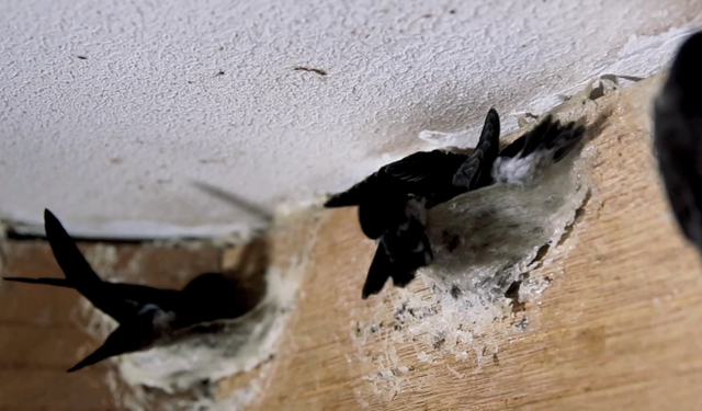 燕窝是怎么形成的，图解燕窝是怎么形成的（燕窝小常识----燕窝怎么来的）