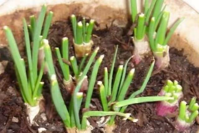 种植小葱技巧，用3个简单的小方法