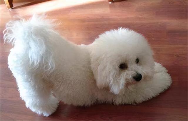 狗最多能活多少年，狗能活多少年的寿命（这几种“长命狗”）