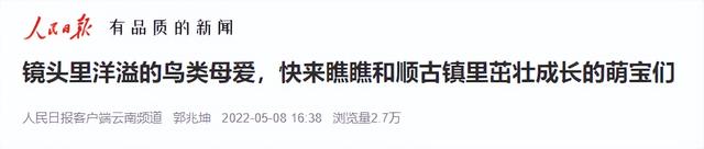 灰背燕尾，中国鸲鹟科鸟类，灰背燕尾是燕子吗（来自腾冲和顺的“她们”成了全国网红~）