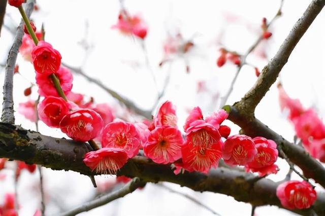 花，花好月圆人长久（72种鲜花欣赏图片）