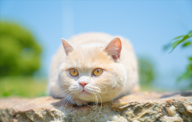 三种适合家养的猫，这四种猫“体味”轻