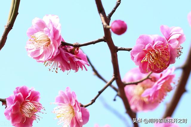 梅花的象征意义，梅花的象征意义小练笔50字（梅花-寓意坚强忠贞）