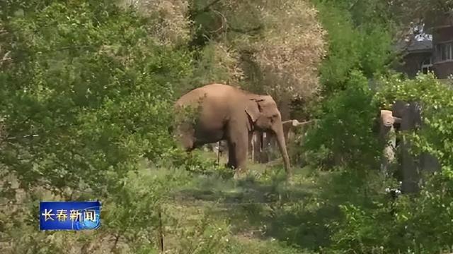 长春动植物园门票，动植物公园门票价格（这里室外区域全开放，去打卡~）