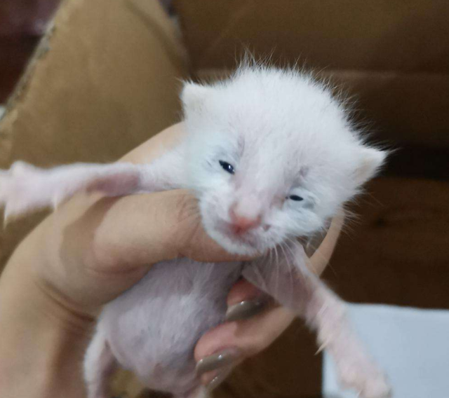 刚出生的小猫怎么养，刚出生的小猫怎么养,能喝纯牛奶吗（新生猫的养育注意事项有哪些）