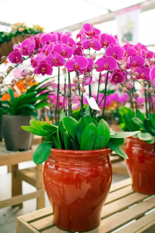 春节花卉品种大全大图，春节遇花期，五彩斑斓过新年