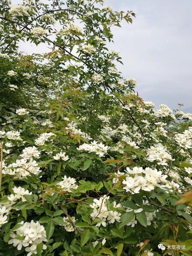 那些四月里开出绚烂花儿的野生植物们，四月有什么花开花