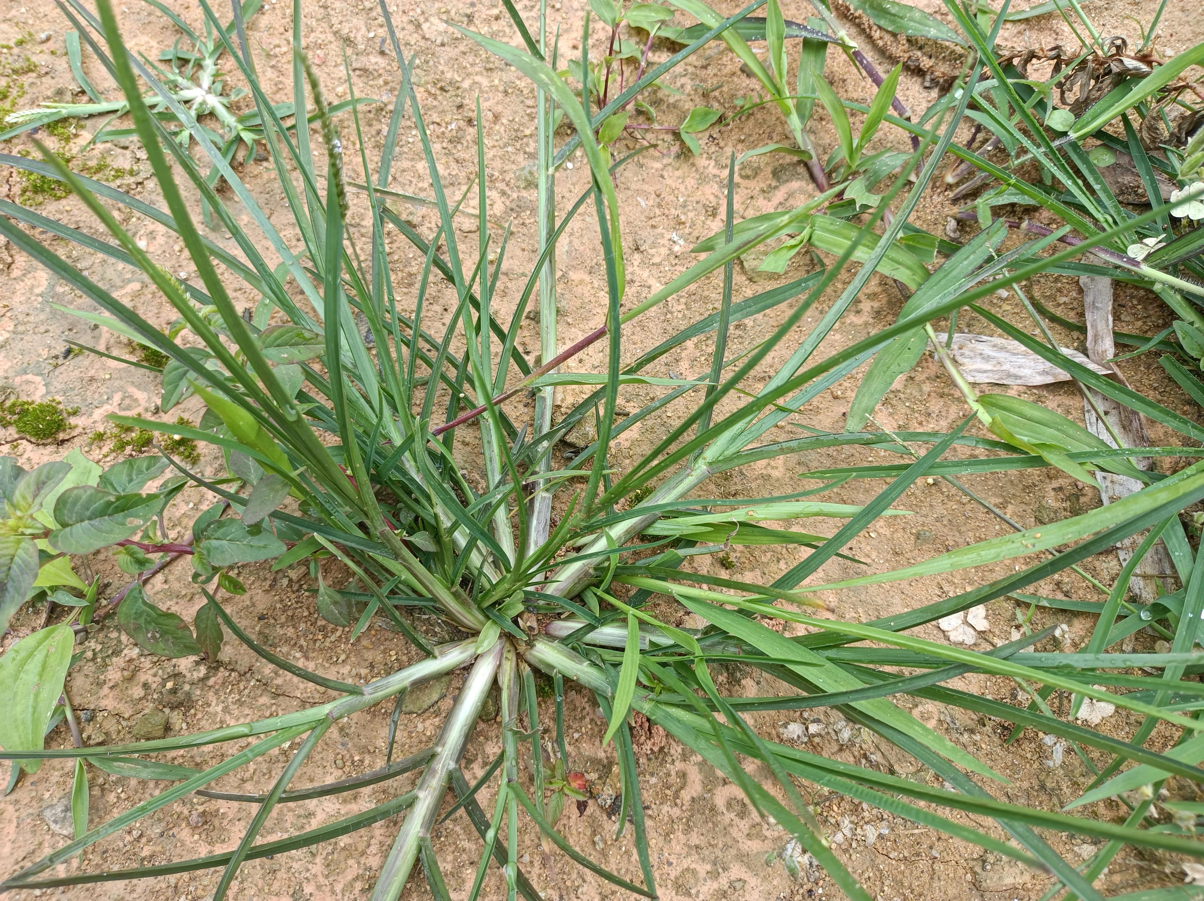 牛筋草有什麼價值(牛斤草有什麼作用) - 農業 - 愛寧信息網