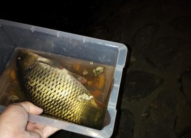 晚上死鱼的原因，阎王在招手”只是民间传说