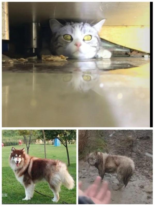 梦见整个房间东西全是白色的，梦见家里全是白色（曾花39天搜寻一只猫咪……“宠物侦探”你听过吗）