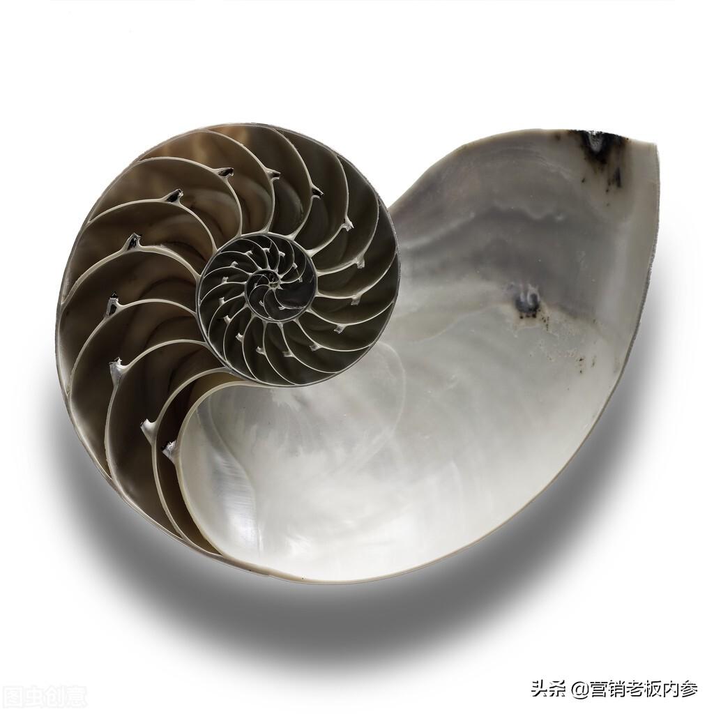 符合黄金分割率的海螺显得更和谐