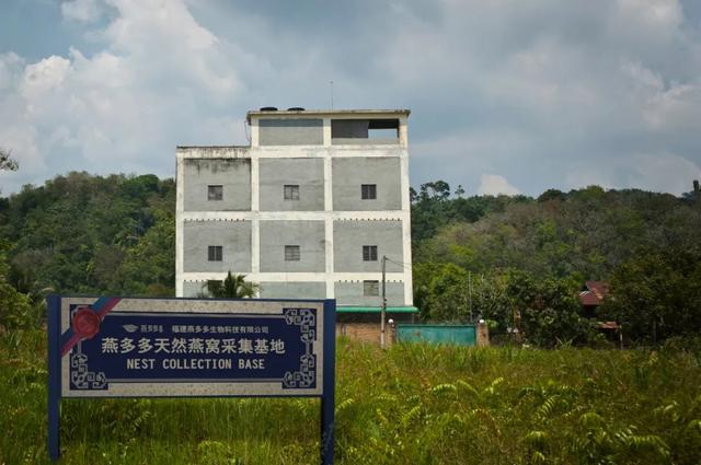 燕窝是怎么形成的，图解燕窝是怎么形成的（燕窝小常识----燕窝怎么来的）