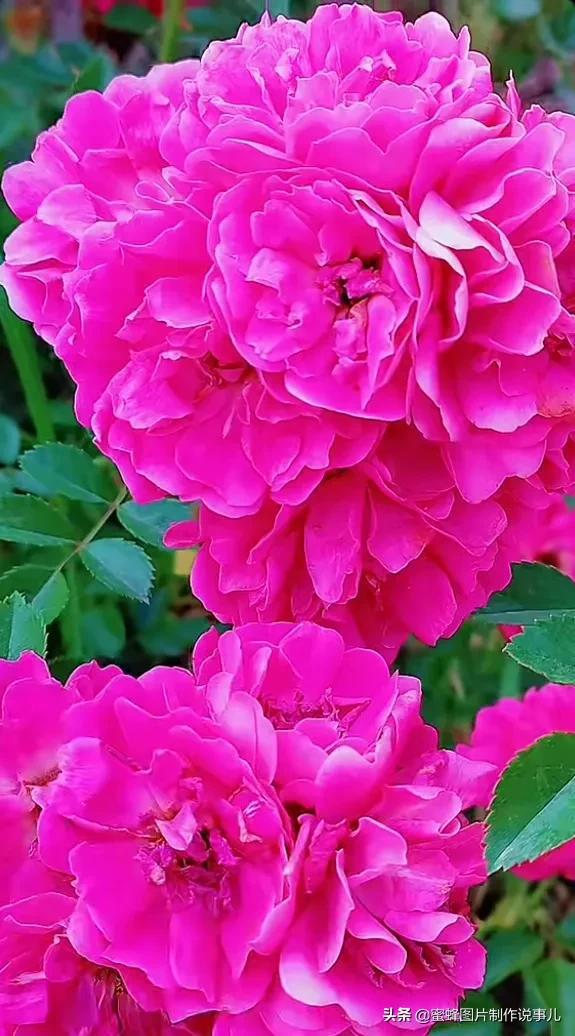 莺歌燕舞是什么季节，柳绿花红莺歌燕舞是什么季节（百花争艳的季节）